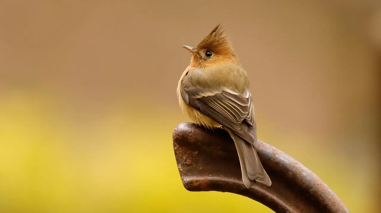 11 gør-det-selv-sengegavle, der løfter soveværelset