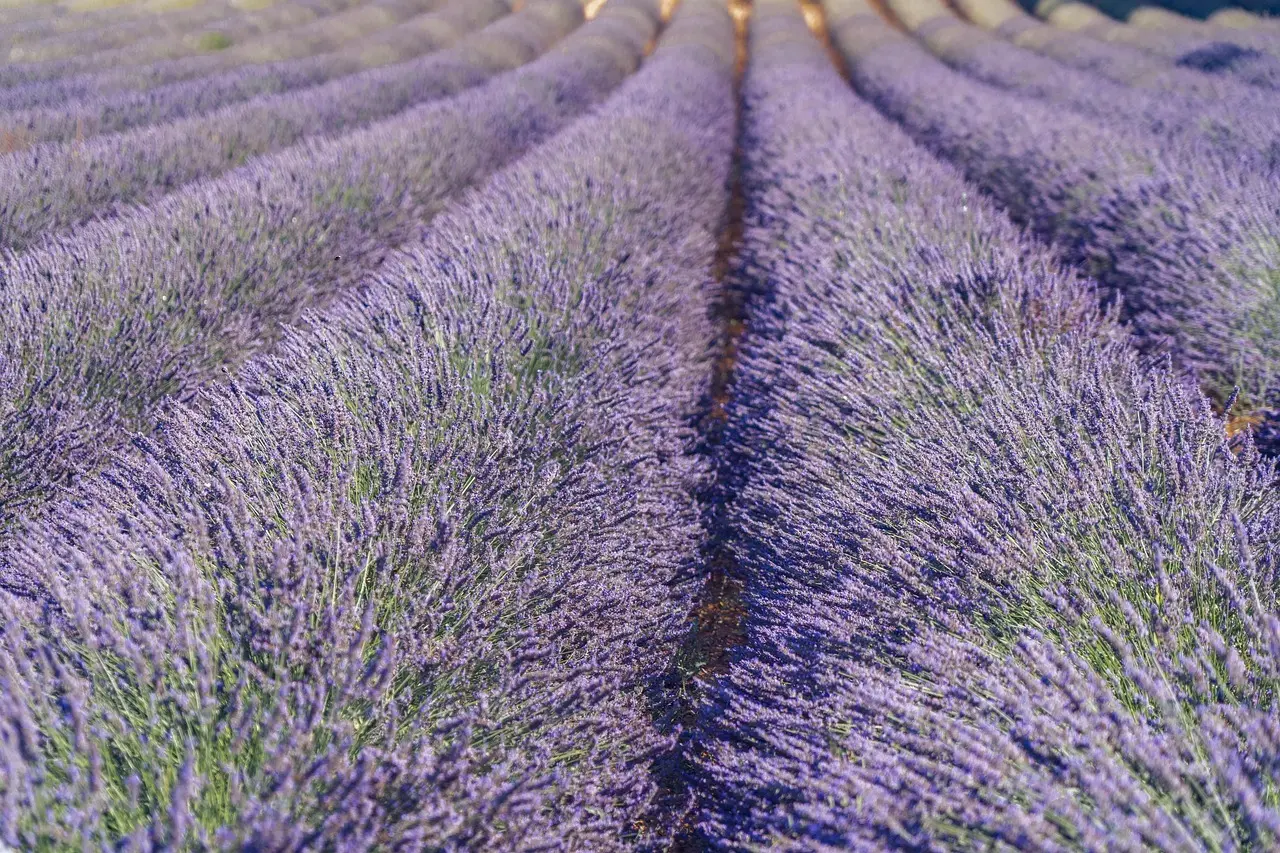 10 beroligende dufte til aroma-diffusere i soveværelset