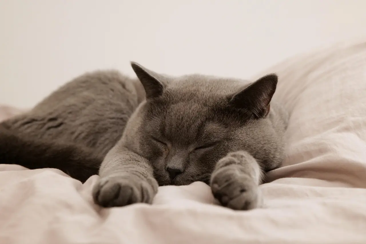 Grå kat, der ligger og sover på en seng