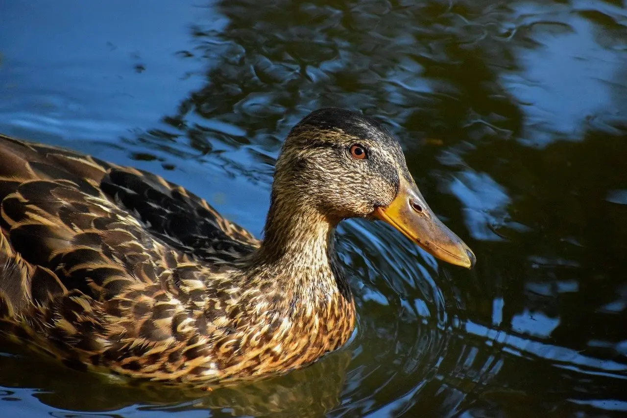 Løsningsord til Forekommer i krydsord