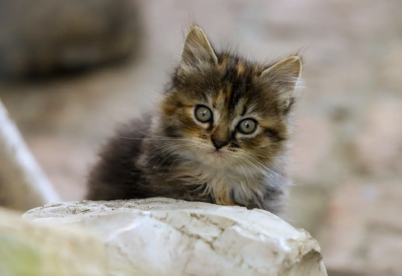 Medvirkende i Frækkere End Politiet Tillader 2